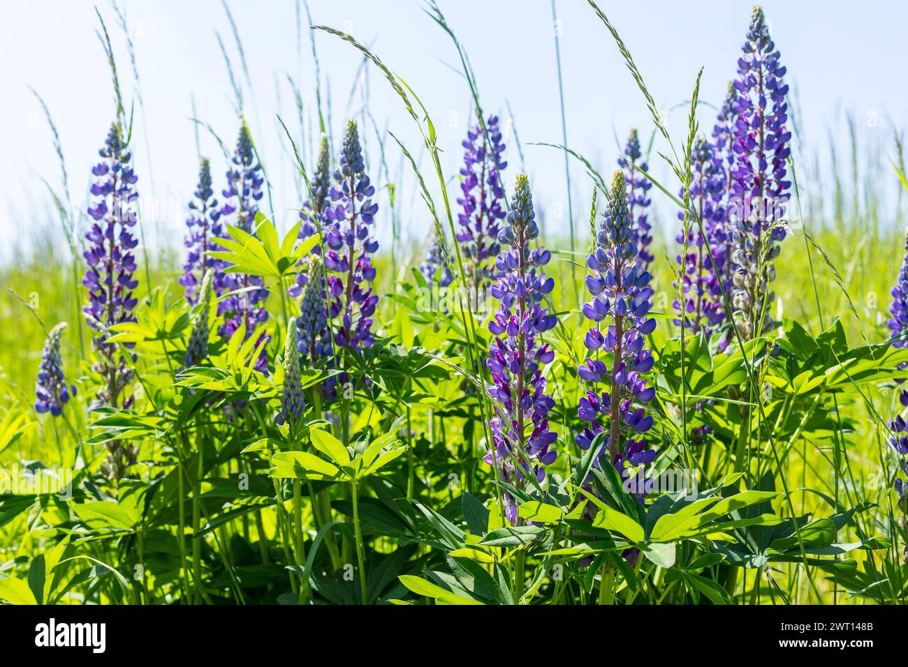 blau blüht die StaudenLupine Lupinus polyphyllus auf Halde I auf dem