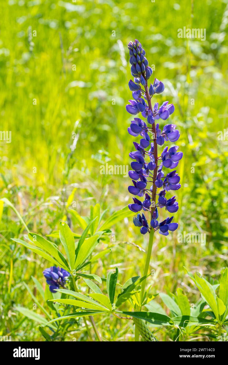 blau blüht die StaudenLupine Lupinus polyphyllus auf Halde I auf dem