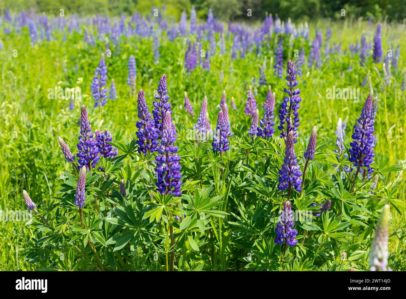 blau blüht die StaudenLupine Lupinus polyphyllus auf Halde I auf dem