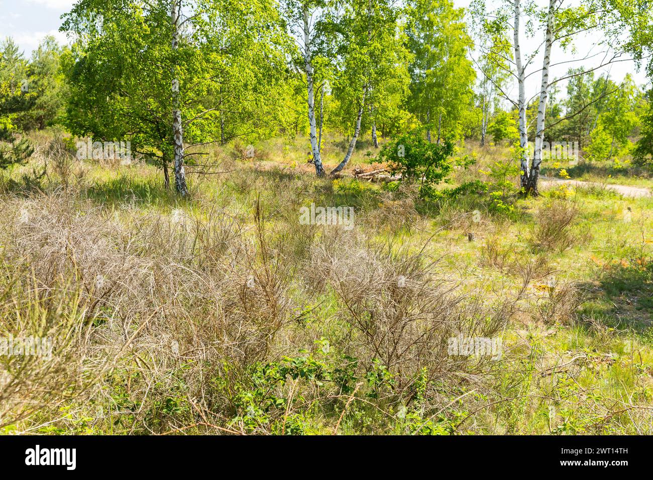karge Vegetation auf der Binnendünenlandschaft auf dem Heller, durch die trockenen Sommer der Vorjahre vertrockneter Besenginster Cytisus scoparius zu Stock Photo