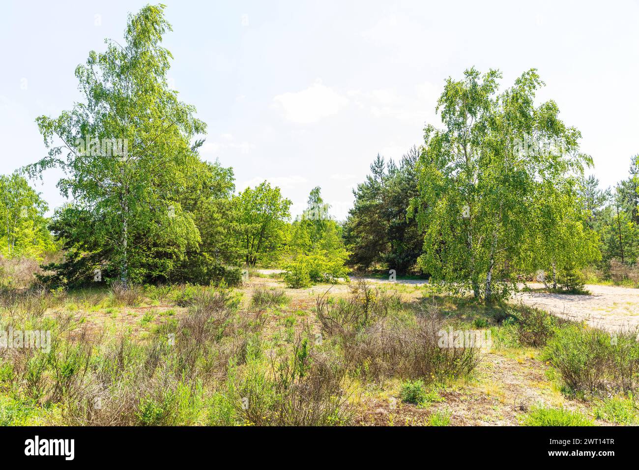 karge Vegetation auf der Binnendünenlandschaft auf dem Heller, durch die trockenen Sommer der Vorjahre vertrockneter Besenginster Cytisus scoparius zu Stock Photo