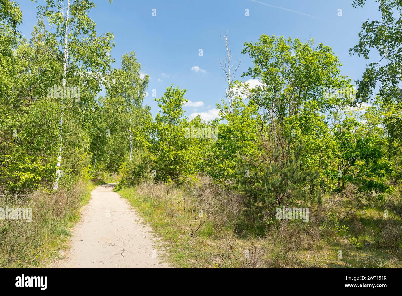 karge Vegetation auf der Binnendünenlandschaft auf dem Heller, durch die trockenen Sommer der Vorjahre vertrockneter Besenginster Cytisus scoparius zu Stock Photo