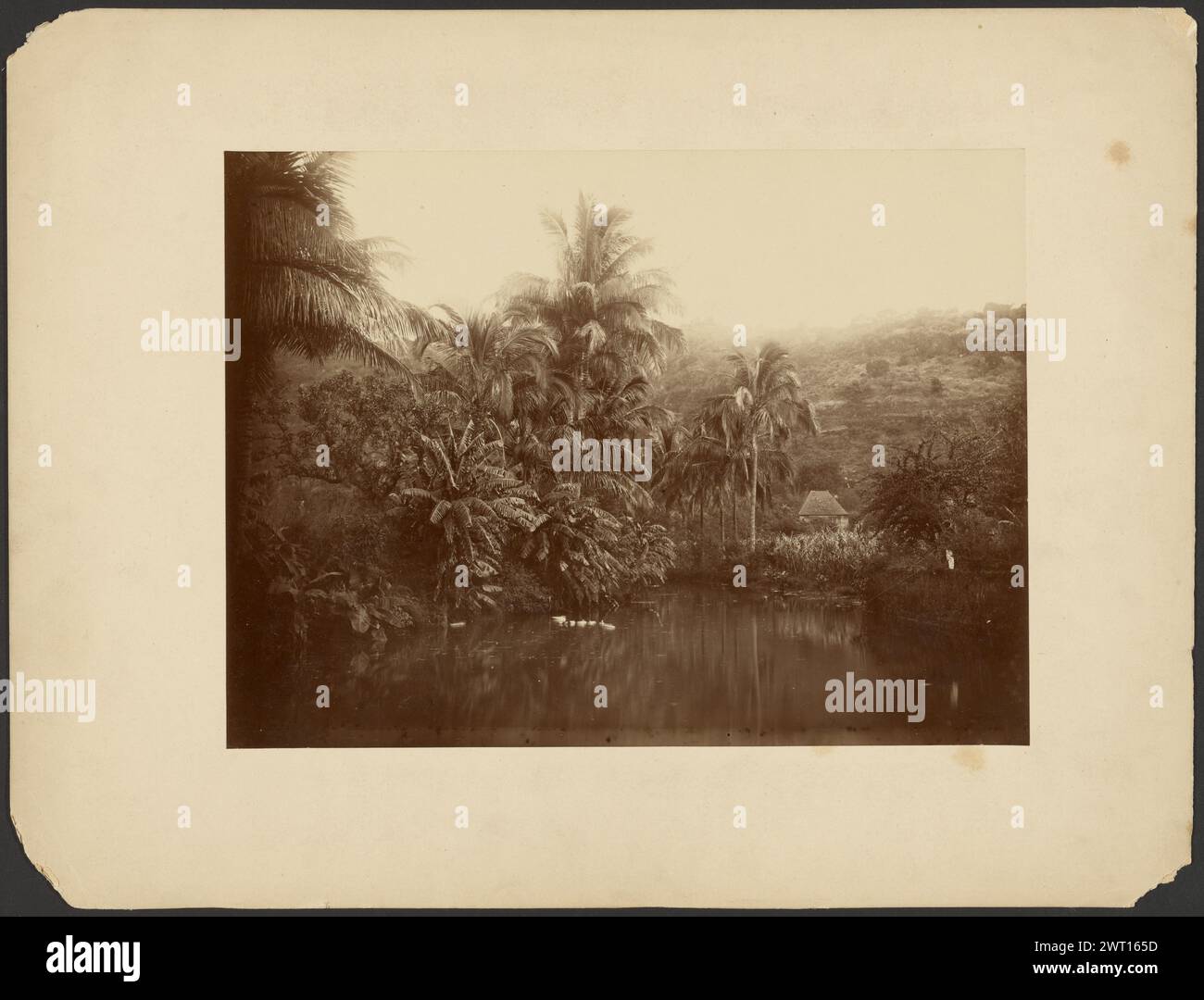 View of Bernica, Saint Paul. Unknown, photographer about 1880–1900 A small lake or pond surrounded by palm trees and foliage. There is a small house at the base of a hill across from the body of water. (Verso, mount) upper left, purple ink: 'Vue du Bernica/S' Paul'; (Verso, mount) upper left, pencil: 'Le Vigoureux'; Stock Photo