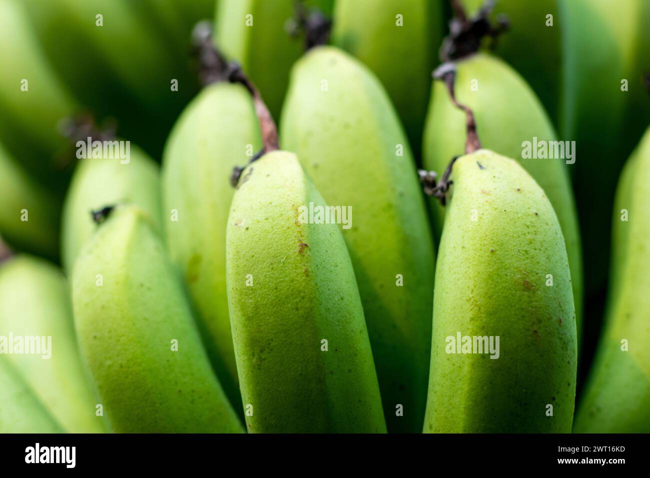 Green and yellow bananas are high in many nutrients, including