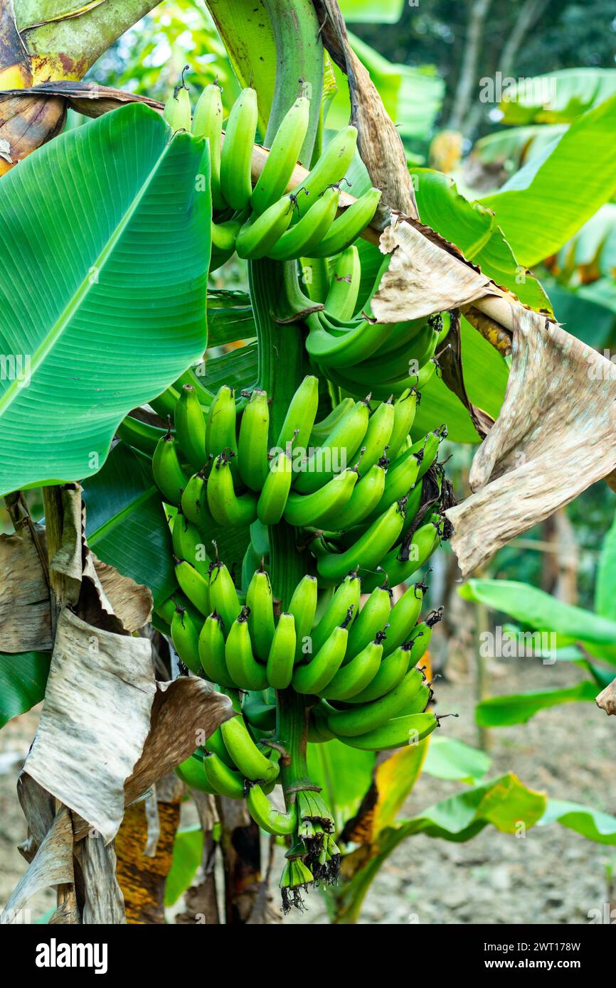 Green bananas have a high amount of dietary fiber and resistant starch, which can help keep your