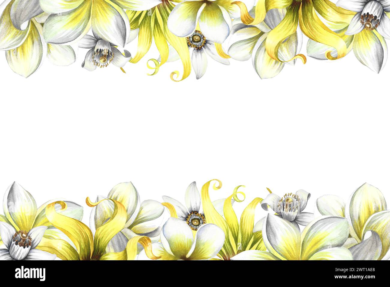 A banner with fragrant flowers of plumeria, frangipani, orange blossom ...