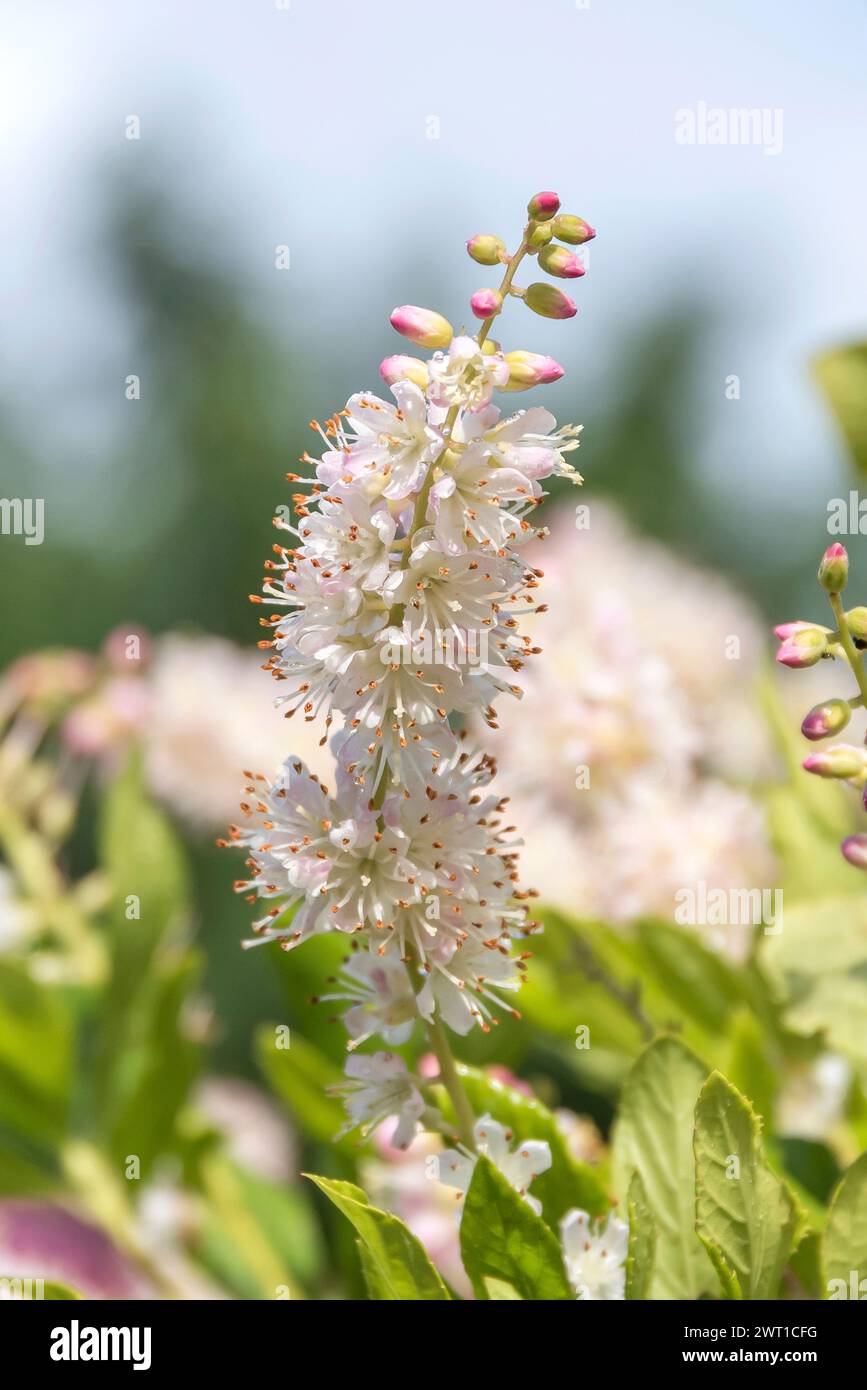 Sweet pepperbush (Clethra alnifolia), inflorescence, Europe, Bundesrepublik Deutschland Stock Photo