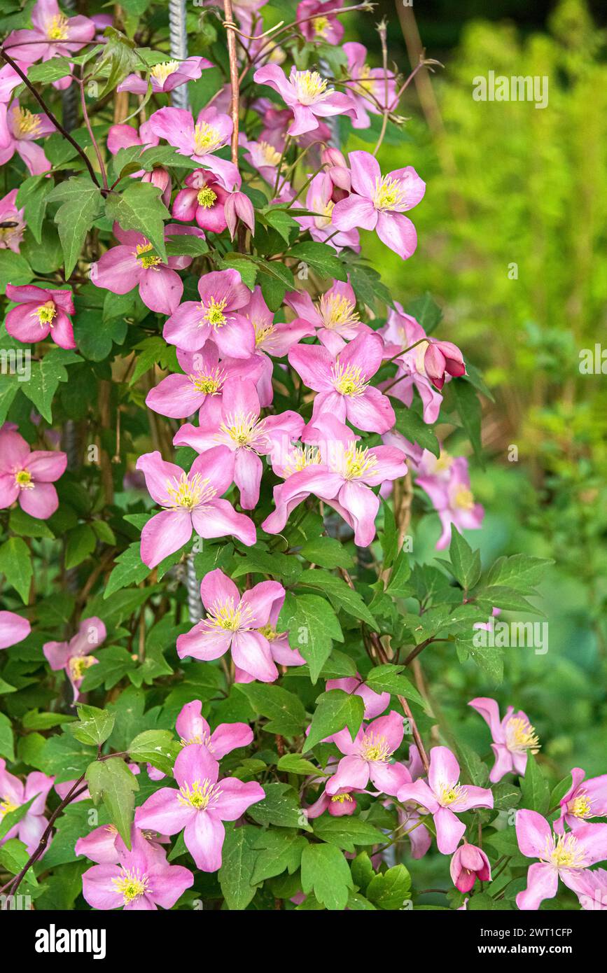 clematis, virgins-bower (Clematis 'Eetika', Clematis Freda), blooming, cultivar Freda Stock Photo