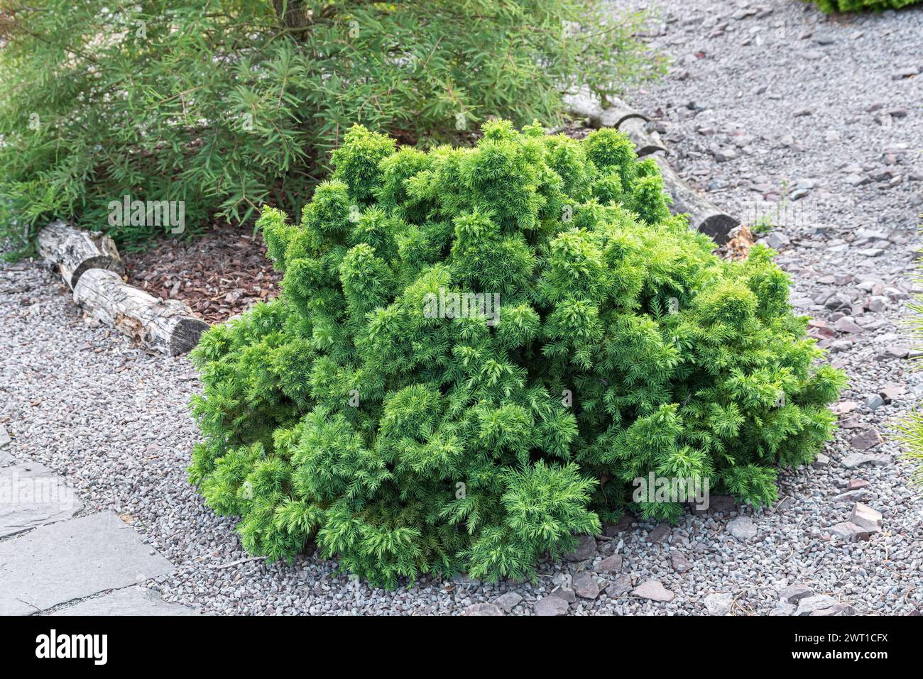 Japanese cedar (Cryptomeria japonica 'Monstrosa', Cryptomeria japonica Monstrosa), habitus of cultivar Monstrosa, Europe, Bundesrepublik Deutschland Stock Photo