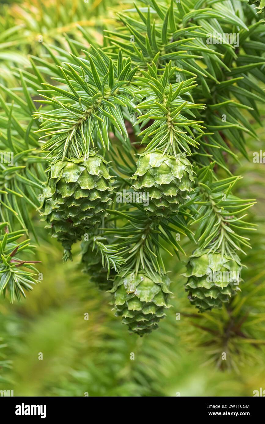 China fir, Chinese fir (Cunninghamia lanceolata), branch with cones Stock Photo