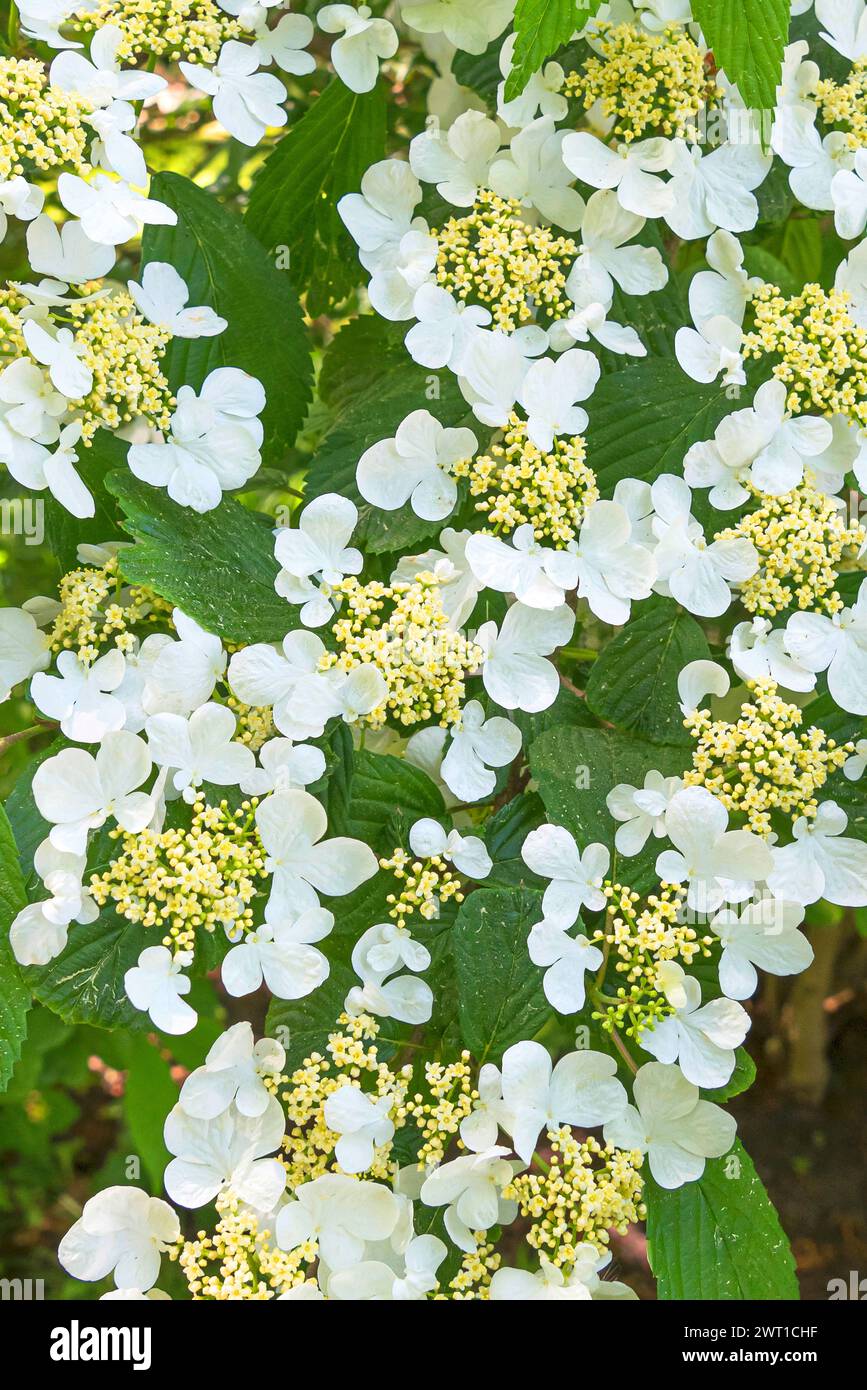 doublefile viburnum (Viburnum plicatum 'Mariesii', Viburnum plicatum Mariesii), blooming, cultivar Mariesii Stock Photo