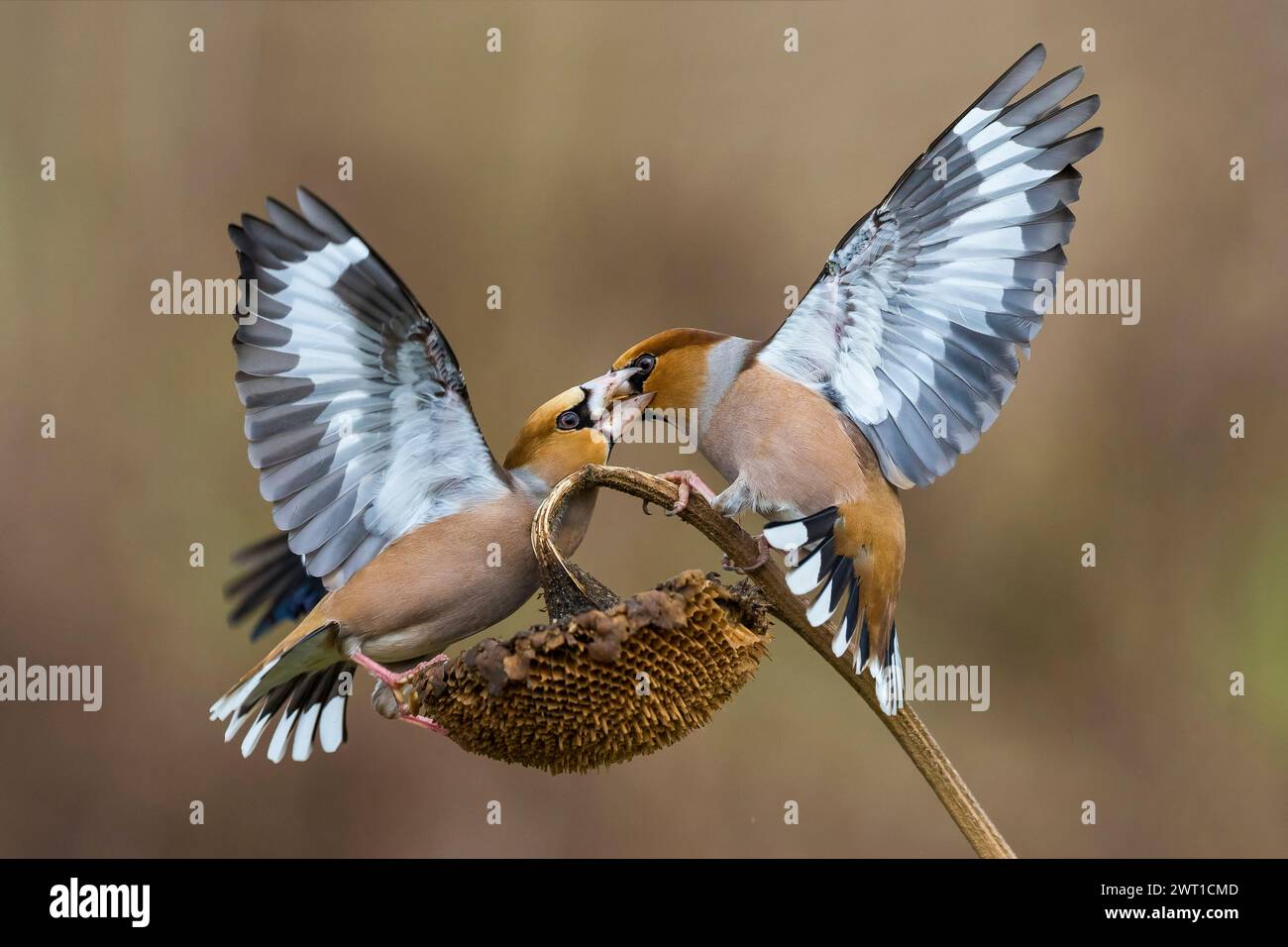 hawfinch (Coccothraustes coccothraustes), two hawfinches conflicting on a dried sunflower, side view, Italy, Tuscany, Piana fiorentina; Oasi della Que Stock Photo