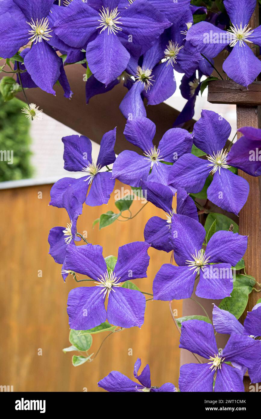 clematis, virginsbower (Clematis 'Jackmanii', Clematis Jackmanii