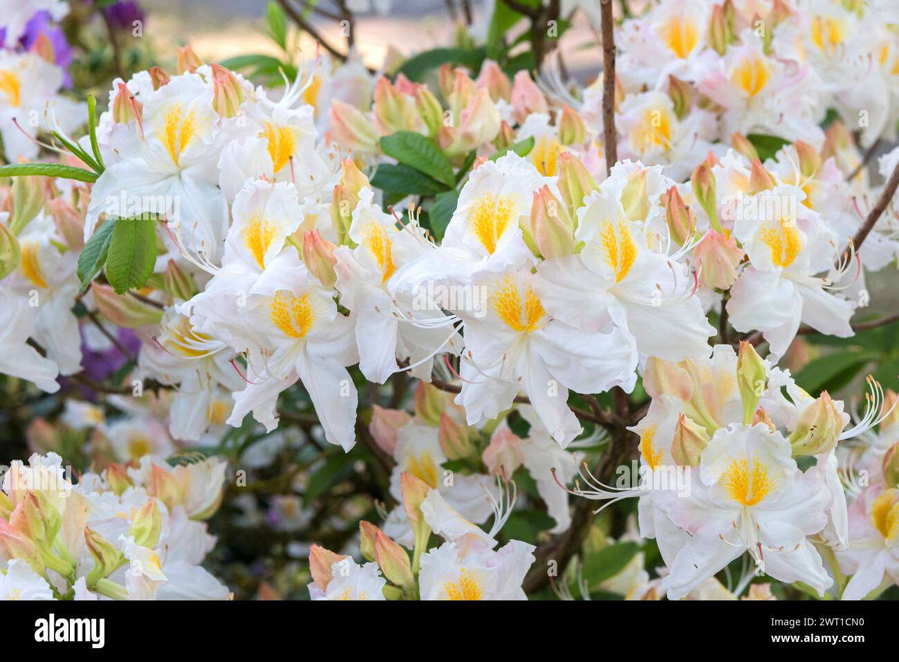 Mollis Azalea (Rhododendron 'Schneegold', Rhododendron Schneegold), flowers of cultivar Schneegold Stock Photo