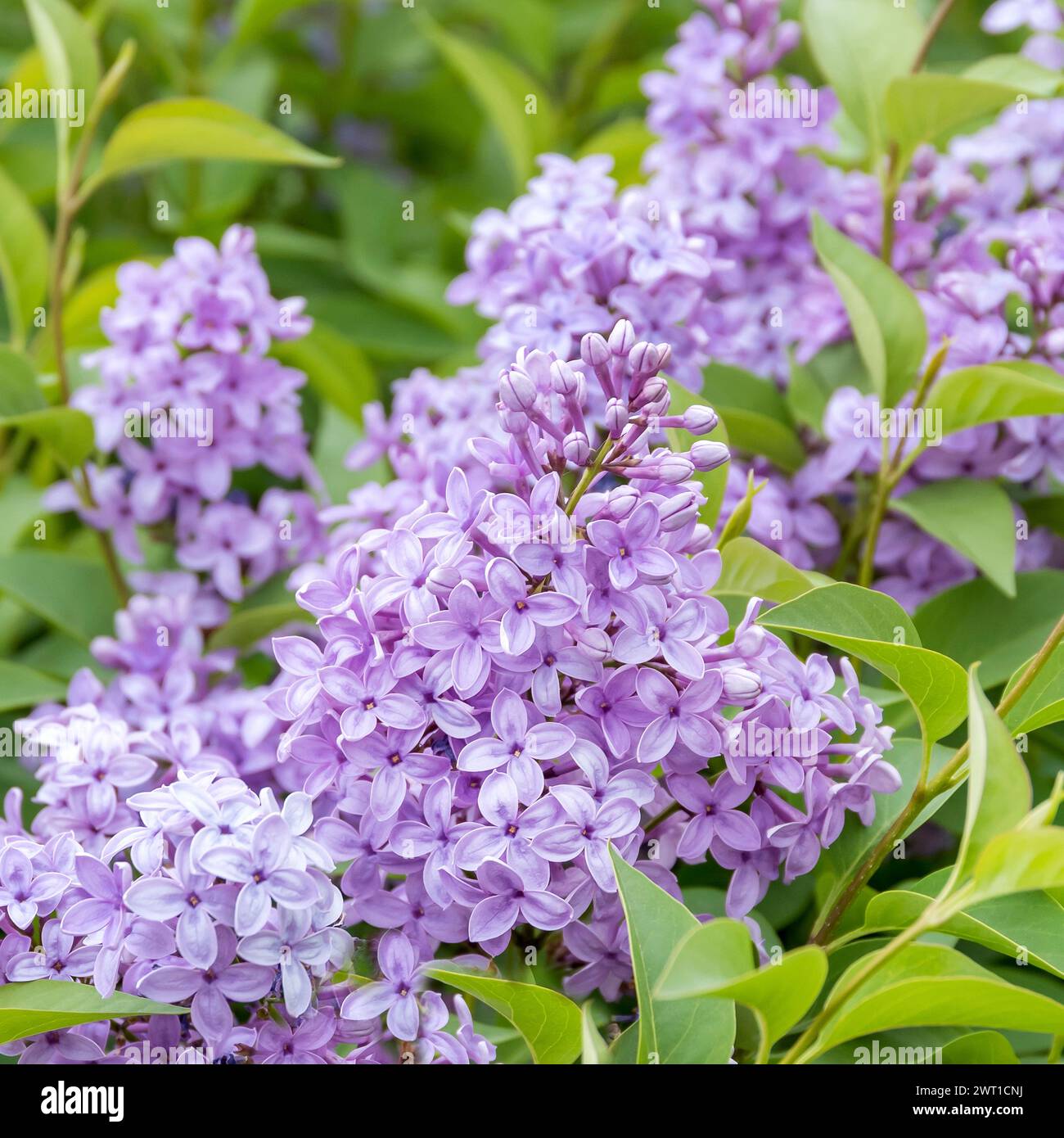 Chinese lilac, Rouen lilac, (Syringa x chinensis 'Saugeana', Syringa x chinensis Saugeana, Syringa chinensis), flowers of cultivar Saugeana, Europe, B Stock Photo