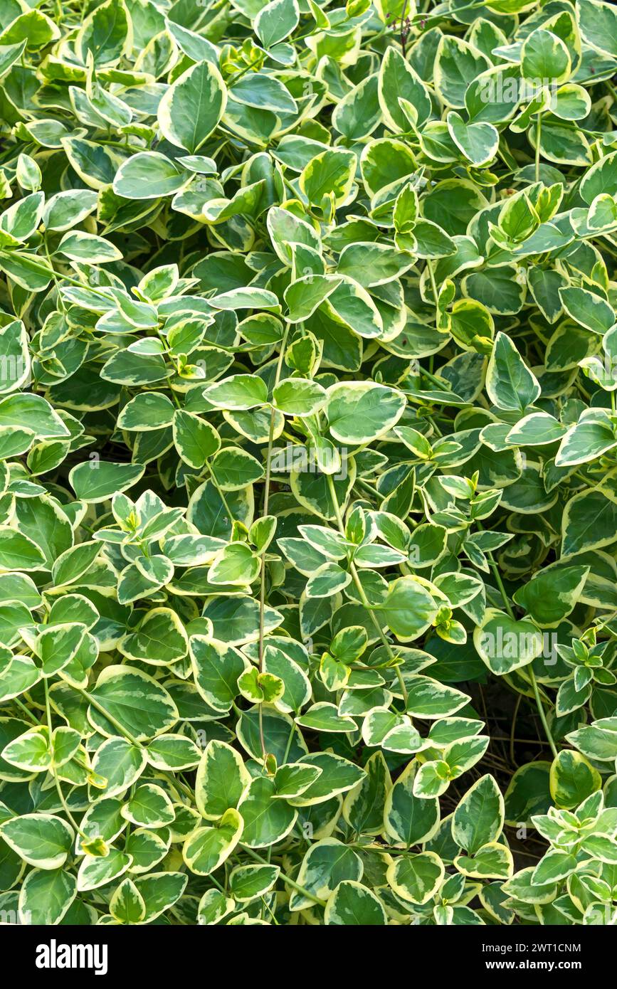 greater periwinkle (Vinca major 'Variegata', Vinca major Variegata), leaves of cultivar Summer Variegata Stock Photo