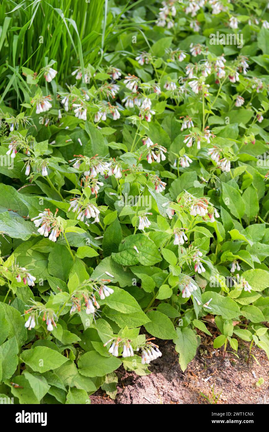 Dwarf Comfrey (Symphytum grandiflorum, Symphytum ibericum), blooming Stock Photo
