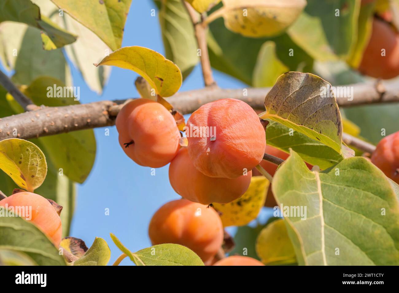 kaki plum tree, Japanese persimmon (Diospyros kaki), fruits on a branch Stock Photo