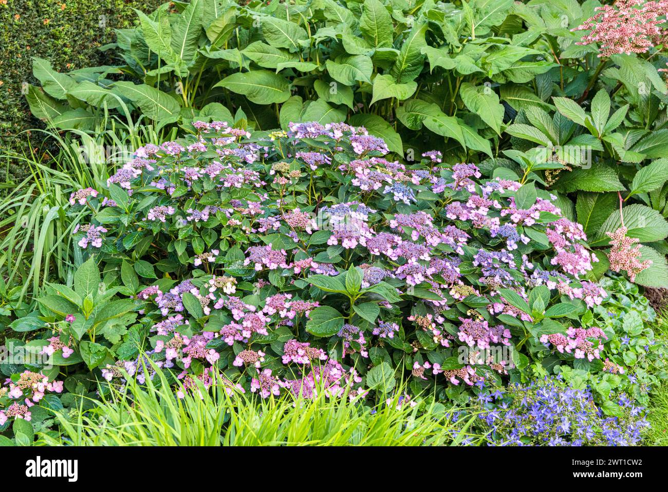 Mountain hydrangea, Tea of heaven (Hydrangea serrata var. koreana), blooming, Europe, Bundesrepublik Deutschland Stock Photo