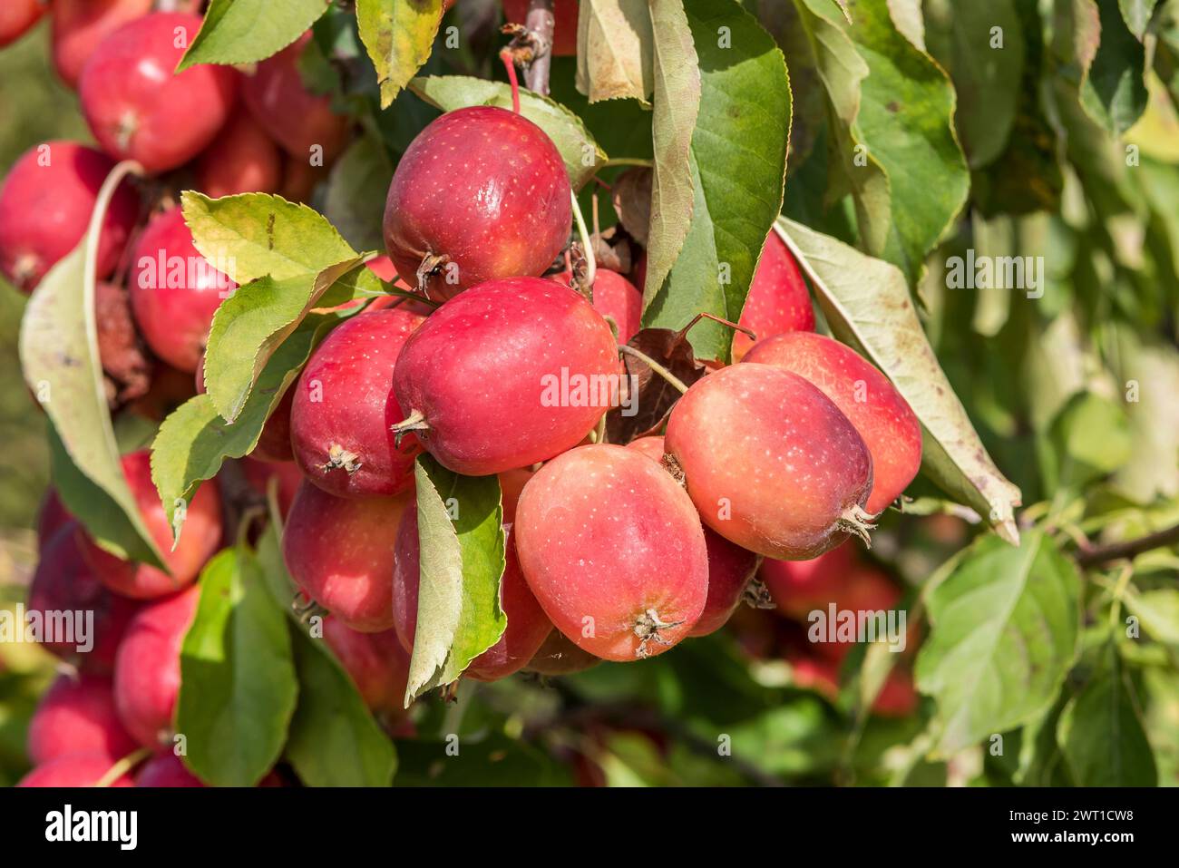 Ornamental apple tree (Malus 'Dolgo'), fruits of cultivar Dolgo Stock Photo