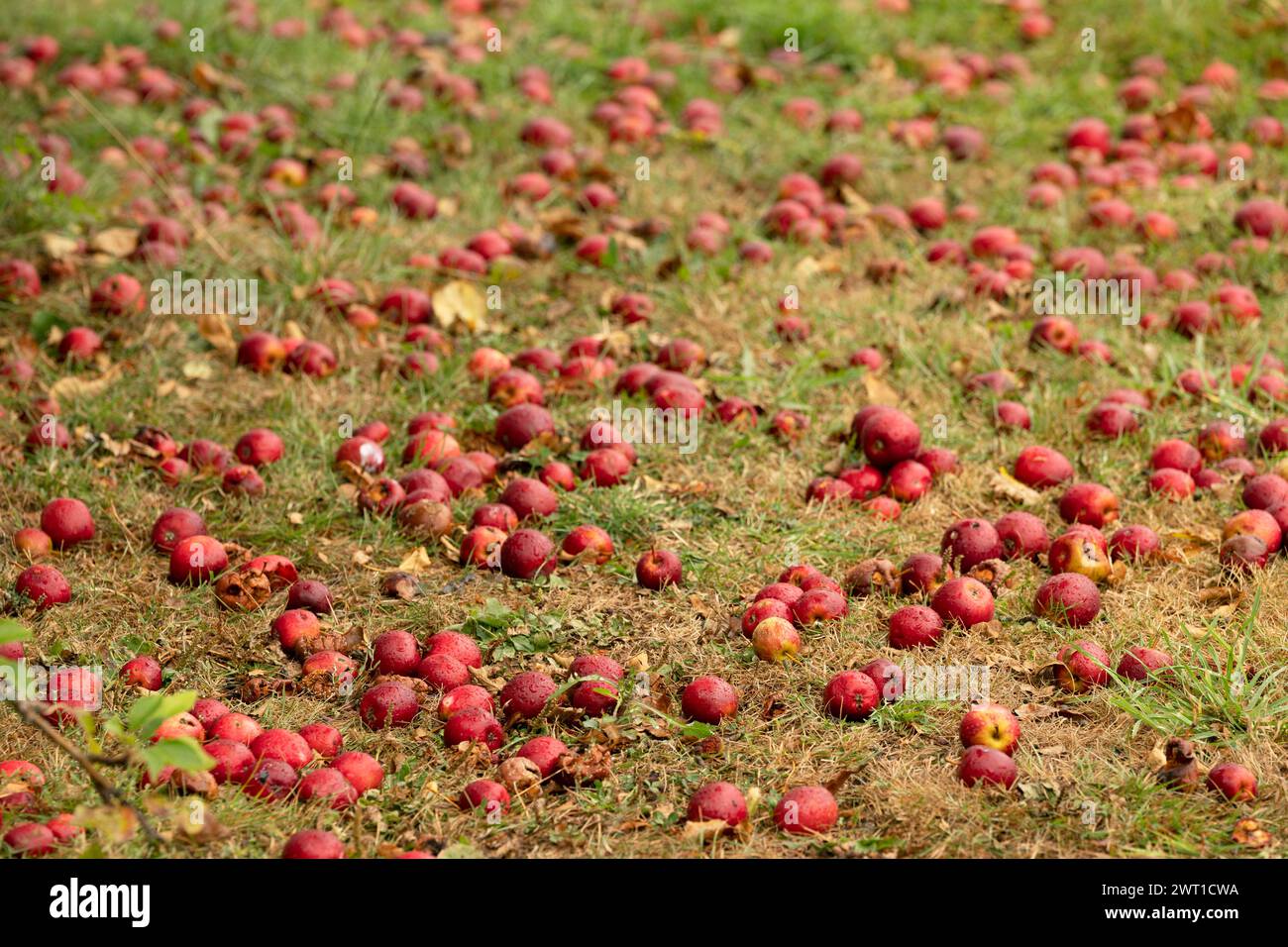 apple (Malus domestica), red windfall apples in a meadow, Denmark, Mandoe Stock Photo