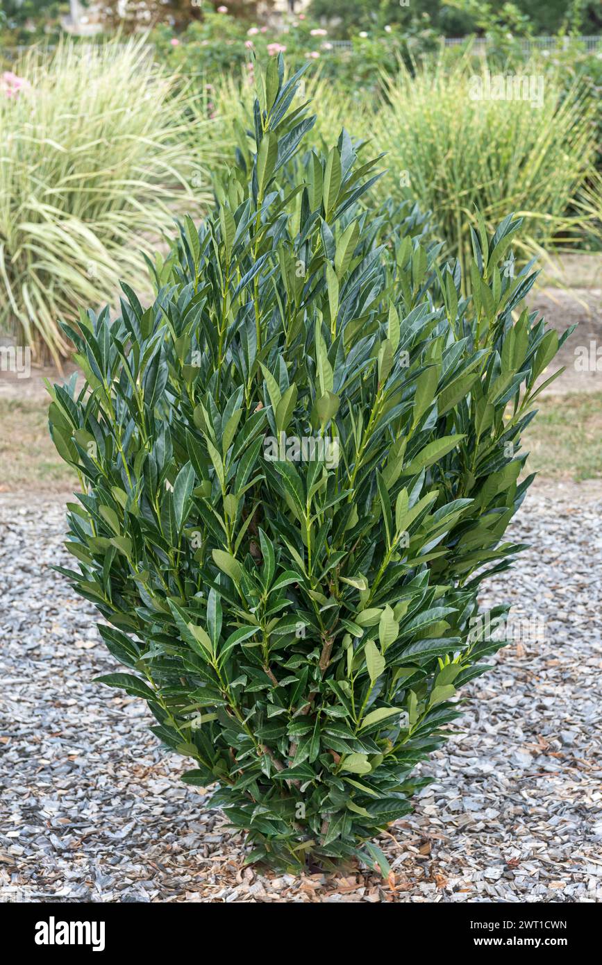 portugiesischer kirschlorbeer schadbilder Jetzt Portugiesischer Kirschlorbeer 'Angustifolia' online kaufen bei  Bohlken Pflanzenversand  Bohlken Pflanzenversand GbR