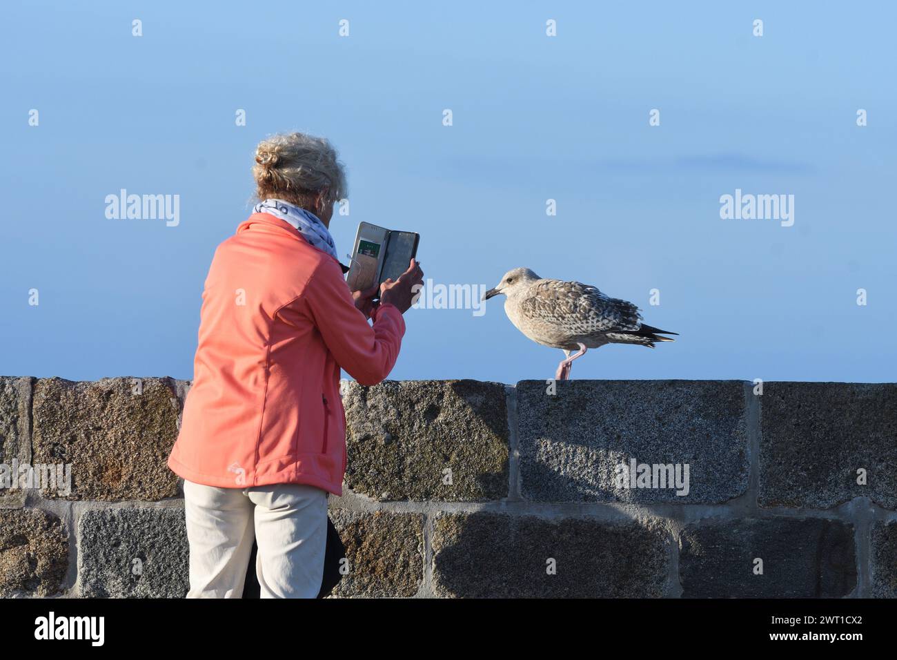 herring gull, European herring gull (Larus argentatus), older woman taking a photo of a young herring gull on a wall using her smartphone, France, Bri Stock Photo