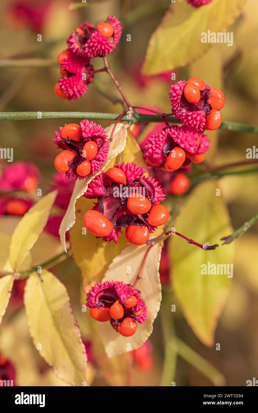Strawberry bush, American strawberry bush, Burstingheart, Heartsa