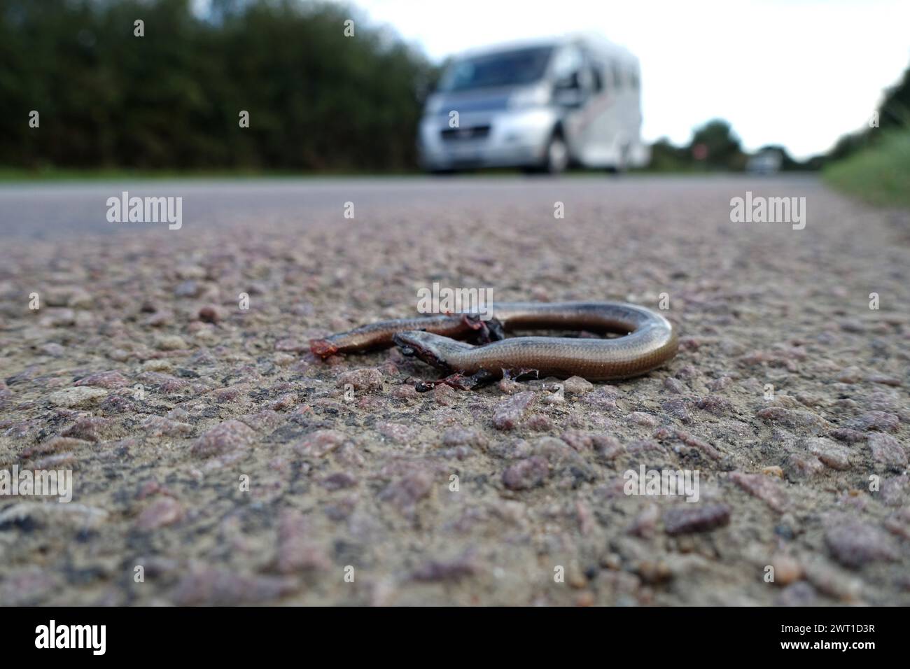 European slow worm, blindworm, slow worm (Anguis fragilis), overrun slow worm lying on the roadside, France, Brittany, Erquy Stock Photo