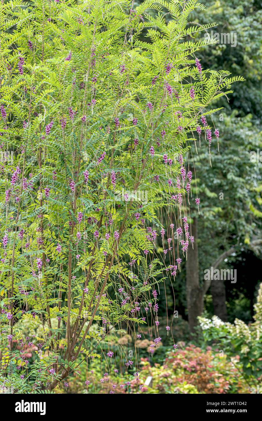 weeping indigo (Indigofera pendula), blooming bush Stock Photo