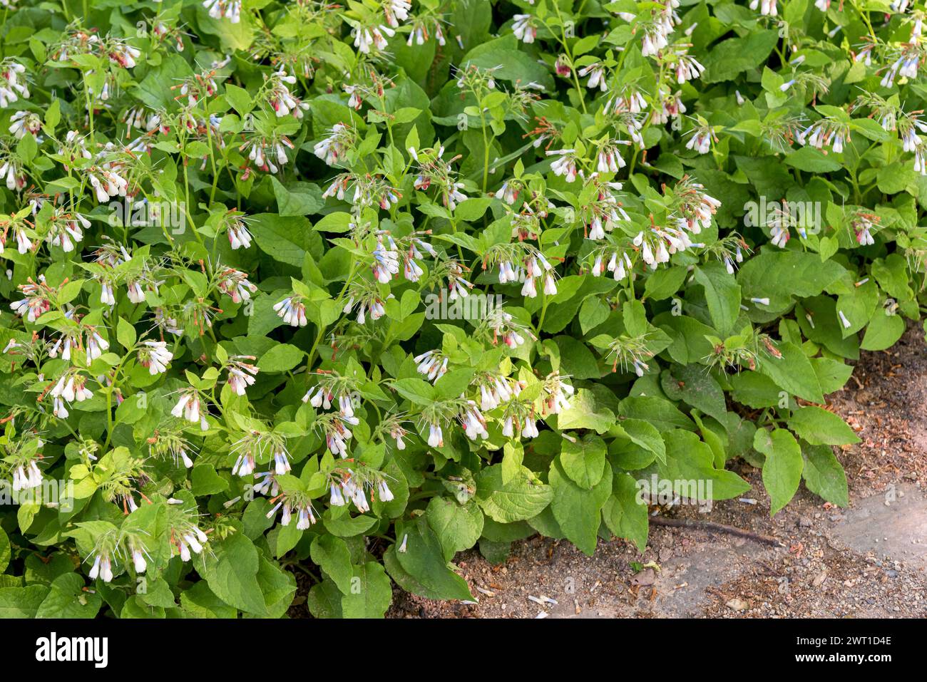 Dwarf Comfrey (Symphytum grandiflorum, Symphytum ibericum), blooming, Europe, Bundesrepublik Deutschland Stock Photo