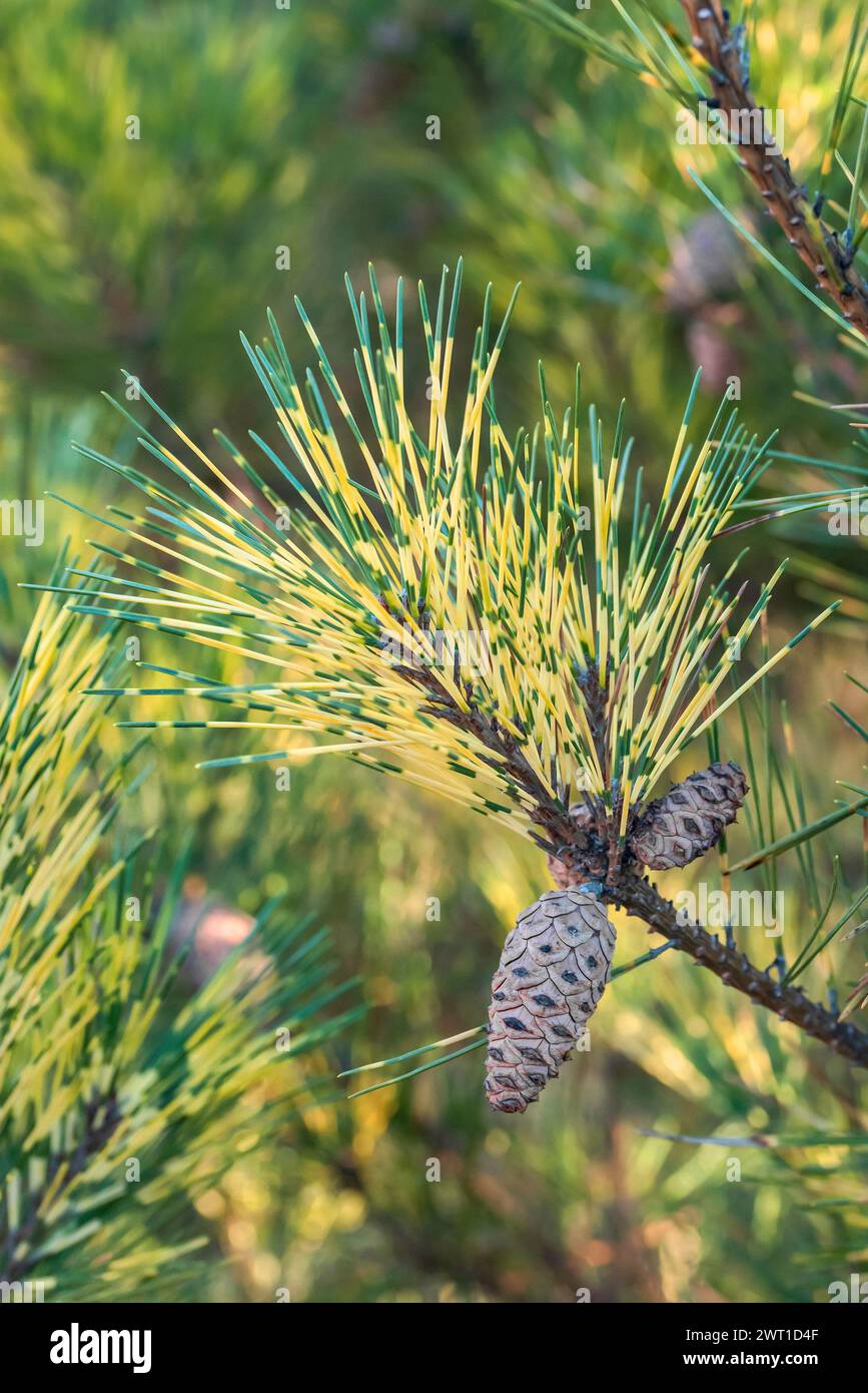Japanese red pine (Pinus densiflora 'Oculus-draconis', Pinus densiflora Oculus-draconis), branch with cone, cultivar Oculus-draconis, Europe, Bundesre Stock Photo