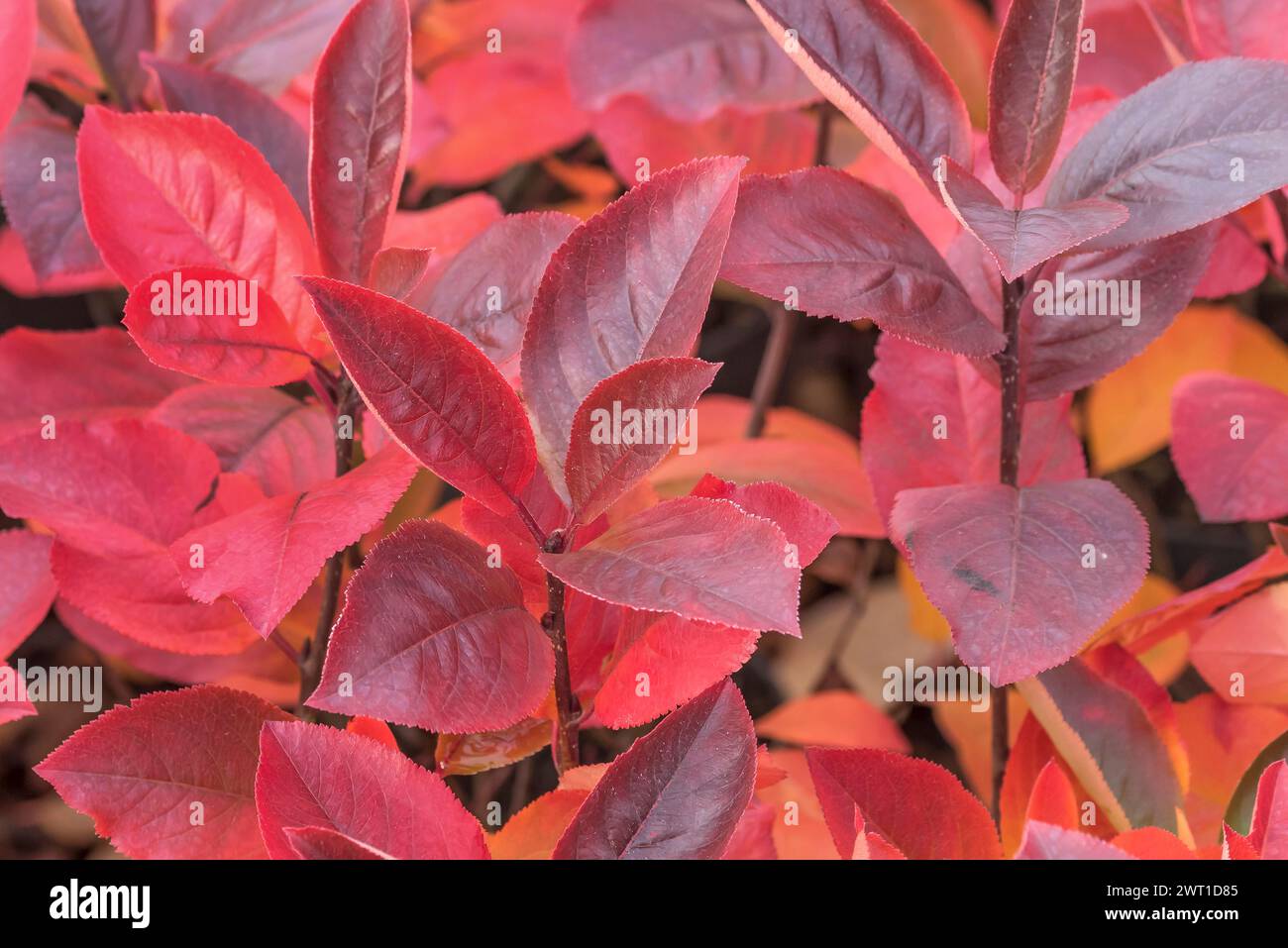 Purple Chokeberry (Aronia x prunifolia 'Nero', Aronia x prunifolia Nero, Aronia prunifolia ), Autumn leaves of the cultivar Nero, Europe, Bundesrepubl Stock Photo