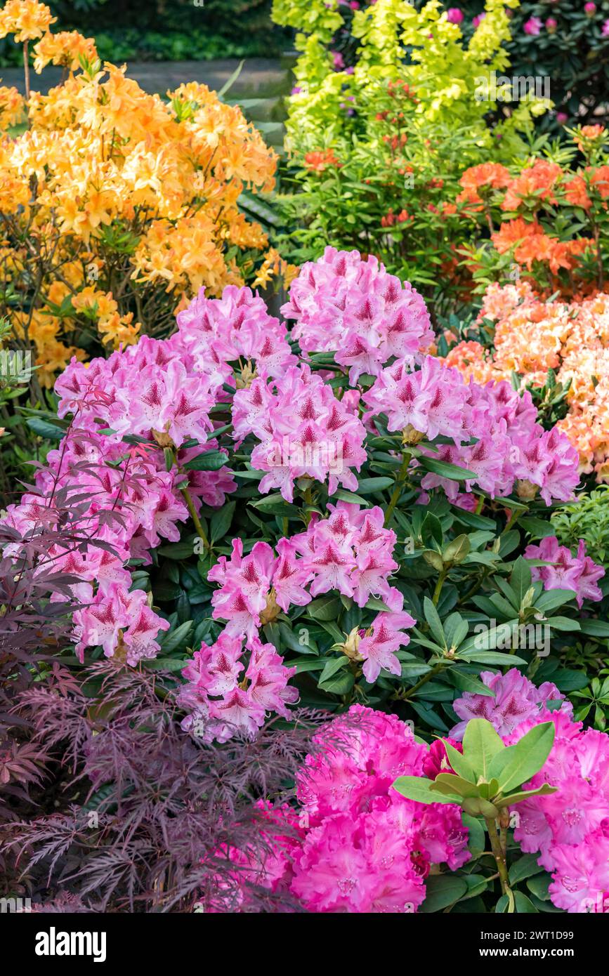 Rhododendron cosmopolitan hi-res stock photography and images - Alamy