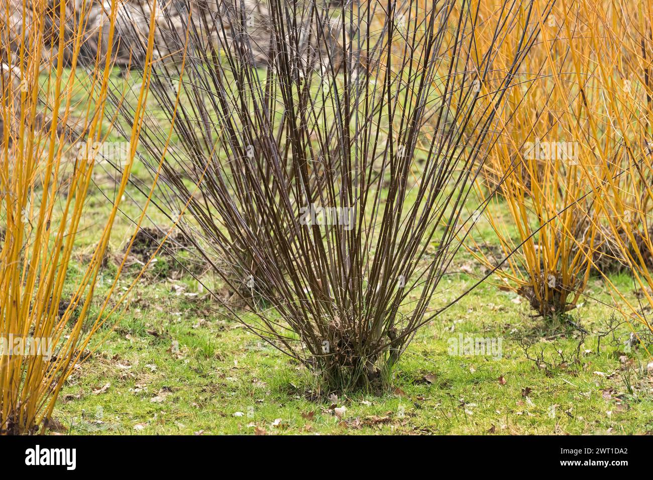 European violet-willow (Salix daphnoides), branches, Europe, Bundesrepublik Deutschland Stock Photo