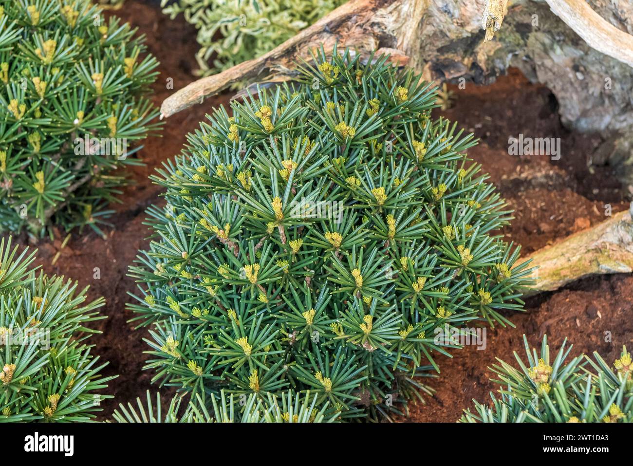 umbrella pine (Sciadopitys verticillata 'Kobito', Sciadopitys verticillata Kobito), Habitus of cultivar Kobito, Europe, Bundesrepublik Deutschland Stock Photo