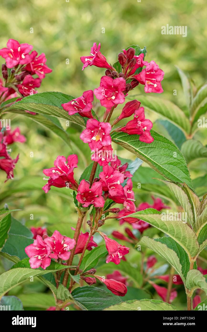 weigela (Weigela 'Bristol Ruby', Weigela Bristol Ruby), blooming, cultivar Bristol Ruby Stock Photo