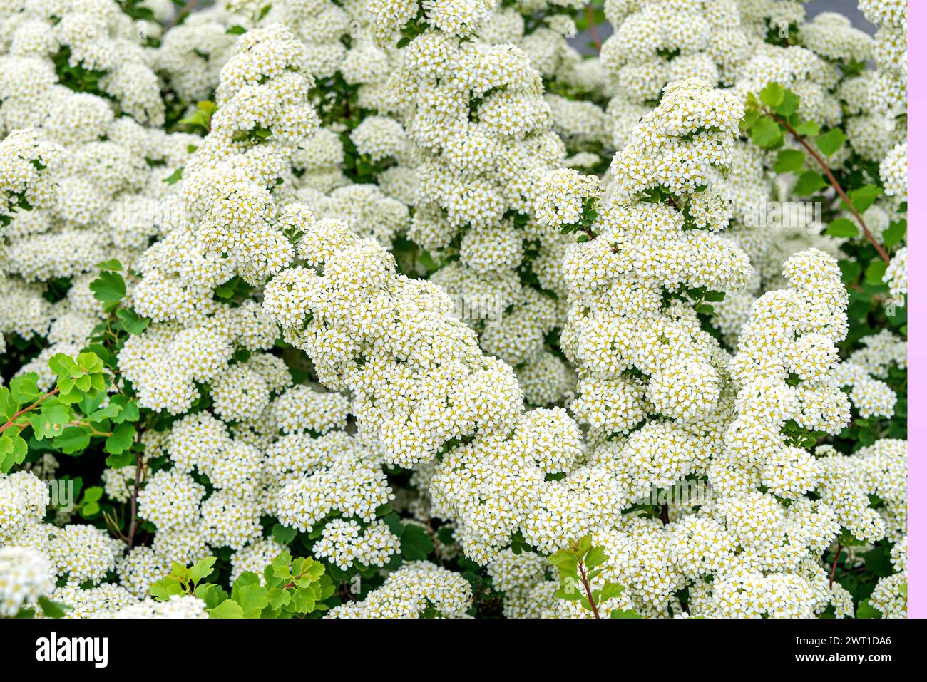 Nippon Spirea (Spiraea nipponica 'Snowmound', Spiraea nipponica Snowmound), blooming, cultivar Snowmound Stock Photo