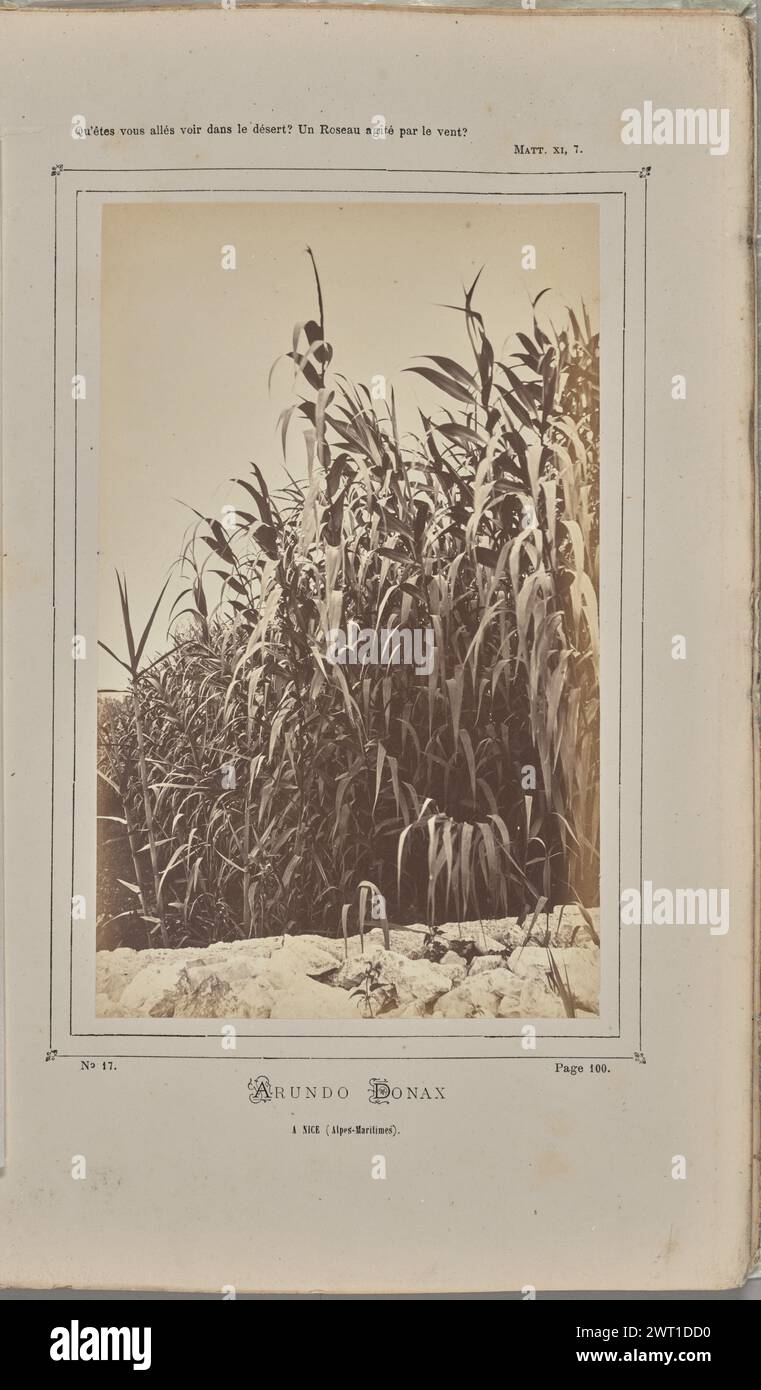 Arundo donax, à Nice (Alpes-Maritimes). W. de Bray, photographer (French, active about 1880) 1871 Branches of giant cane (Arundo donax), a type of reed also known as arundo, Spanish cane, and carrizo. The branches have long thin leaves with pointed edges. (Recto, mount) upper center, black printed text: 'Qu'êtes vous allés voir dans le désert? Un Roseau agité par le vent?/Matt, XI, 7.'; lower center, black printed text: 'No 17. [space] Page 100./ARUNDO DONAX/A NICE (Alpes-Maritimes).'; Stock Photo