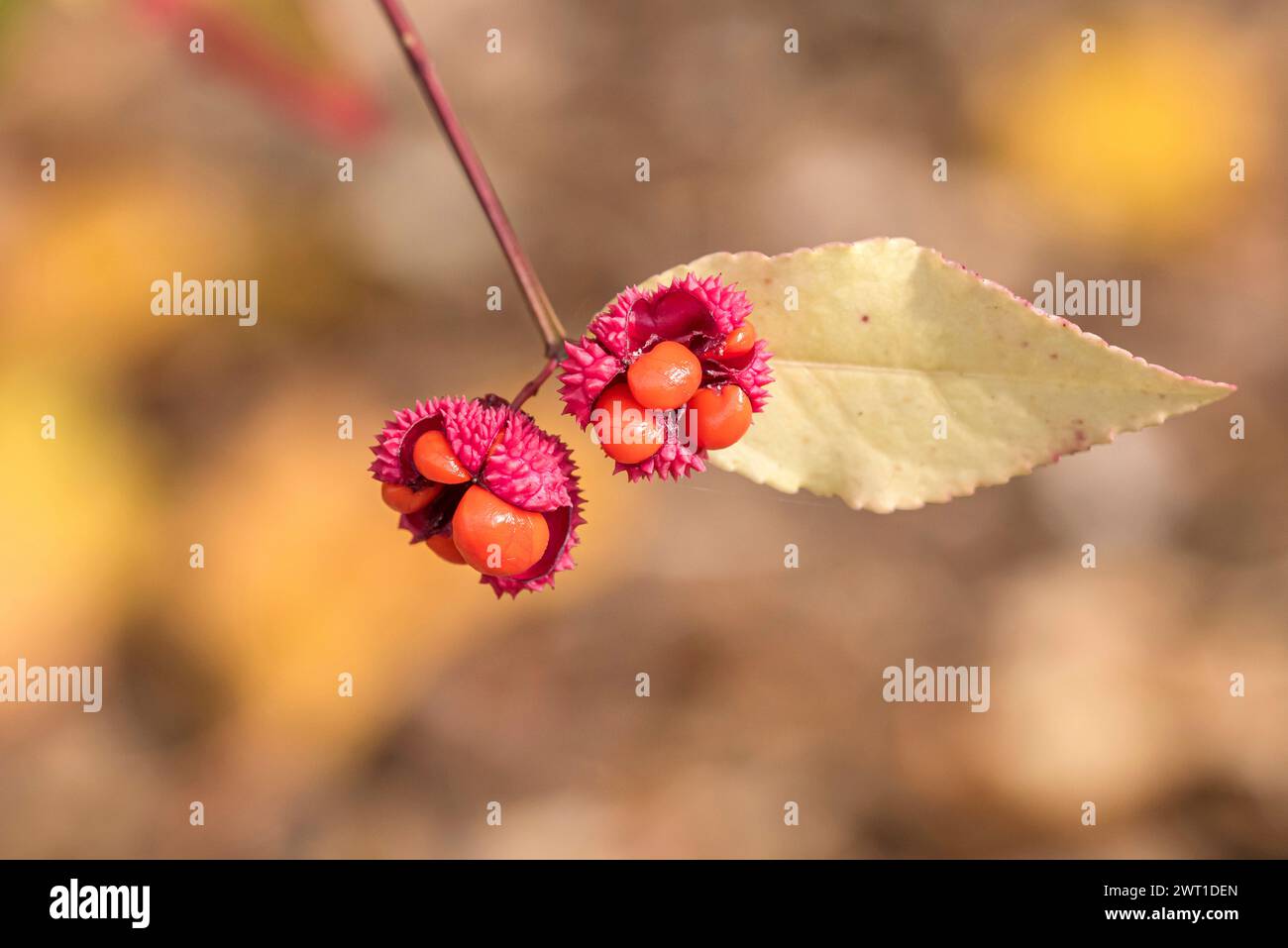 Strawberry bush, American strawberry bush, Burstingheart, Heartsa