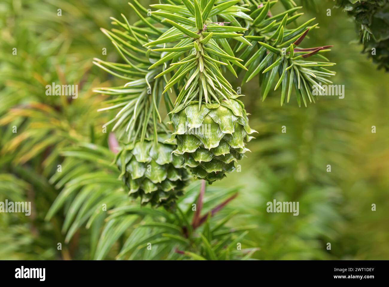 China fir, Chinese fir (Cunninghamia lanceolata), branch with cones Stock Photo