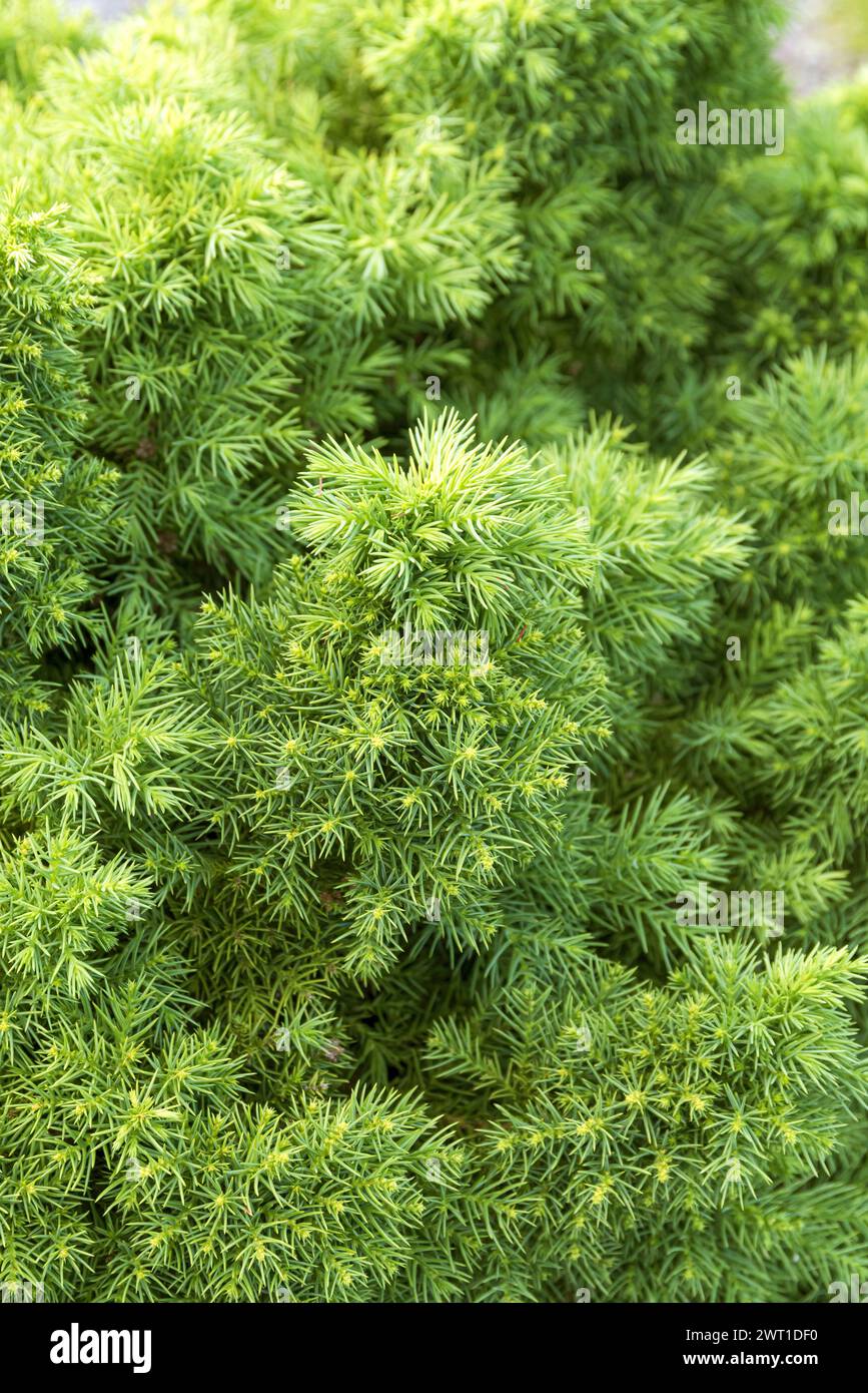 Japanese cedar (Cryptomeria japonica 'Monstrosa', Cryptomeria japonica Monstrosa), branch of cultivar Monstrosa Stock Photo