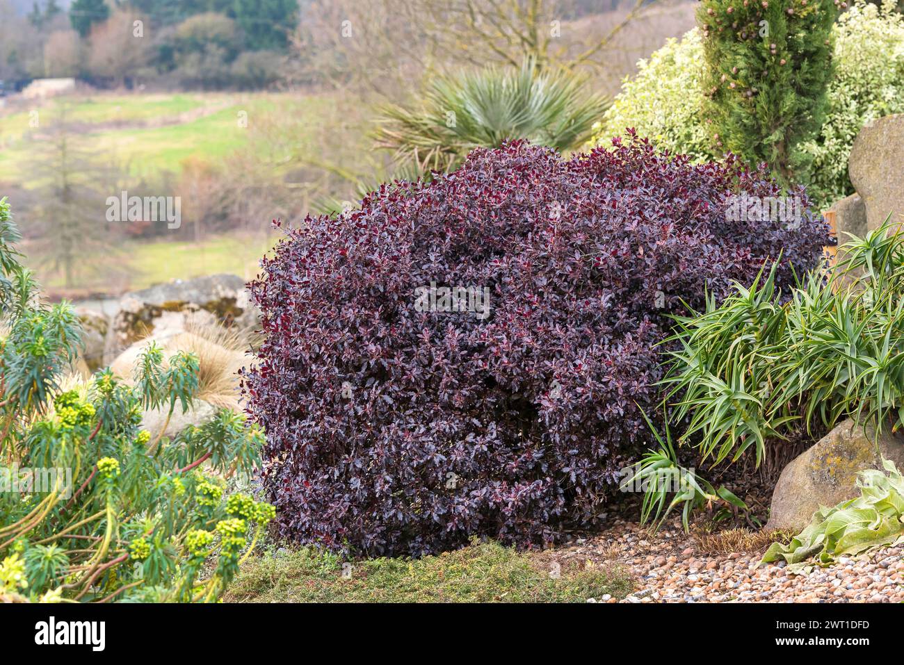pittosporum (Pittosporum 'Tom Thumb', Pittosporum Tom Thumb), habit of cultivar Tom Thumb Stock Photo