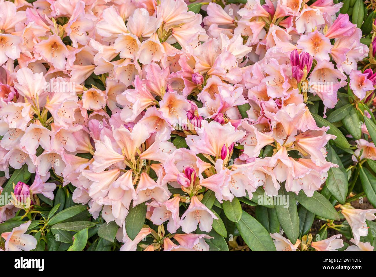 rhododendron tee Rhododendron T-Shirt – The Botanics Shop at Royal Botanic Garden Edinburgh main image 0