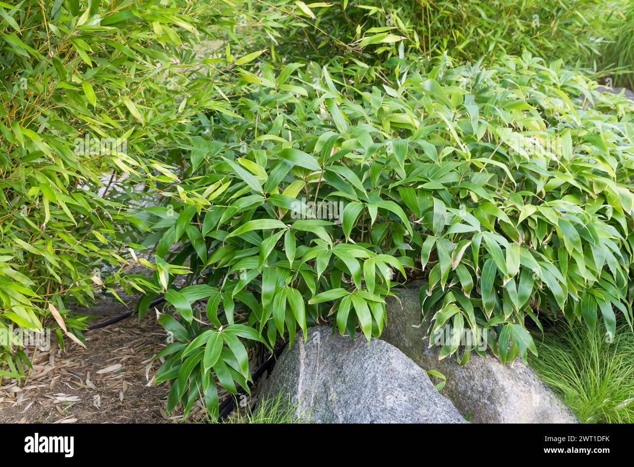 Dwarf bamboo, Chishima Zasa (Sasa kurilensis, Arundinaria kurilensis, Bambusa kurilensis, Pseudosasa kurilensis), habit Stock Photo