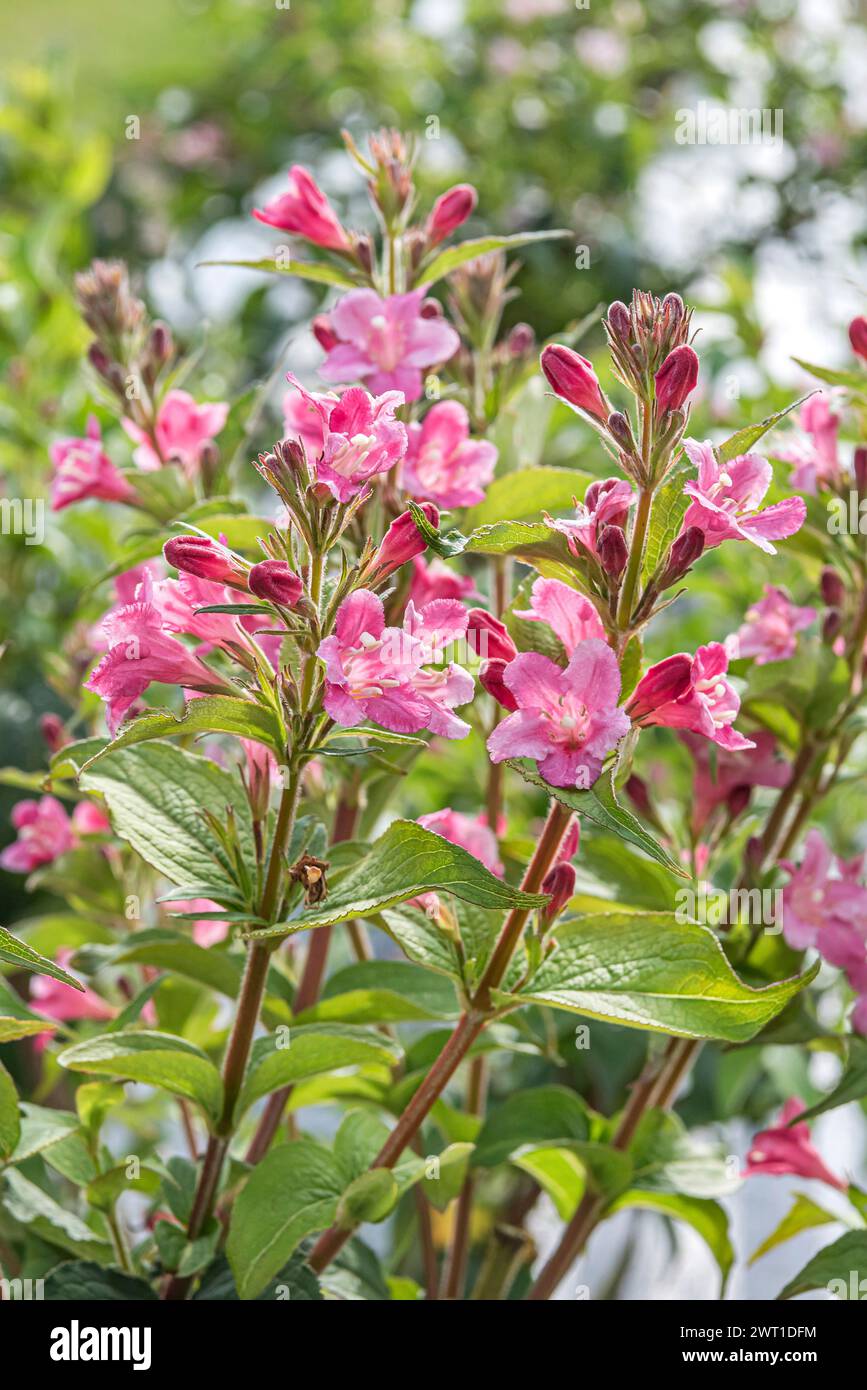 weigela (Weigela 'Abel Carriere', Weigela Abel Carriere), blooming, cultivar Abel Carriere Stock Photo