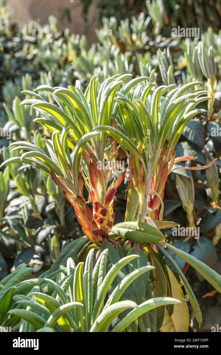 Austrieb shrub hi-res stock photography and images - Alamy