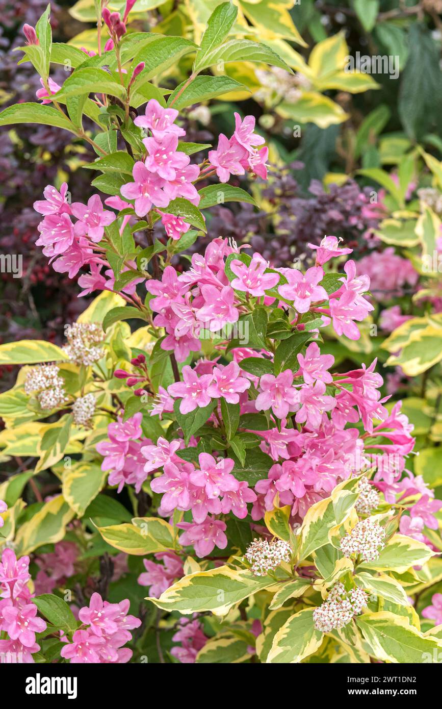 weigela (Weigela 'Styriaca', Weigela Styriaca), blooming, cultivar Styriaca, Europe, Bundesrepublik Deutschland Stock Photo