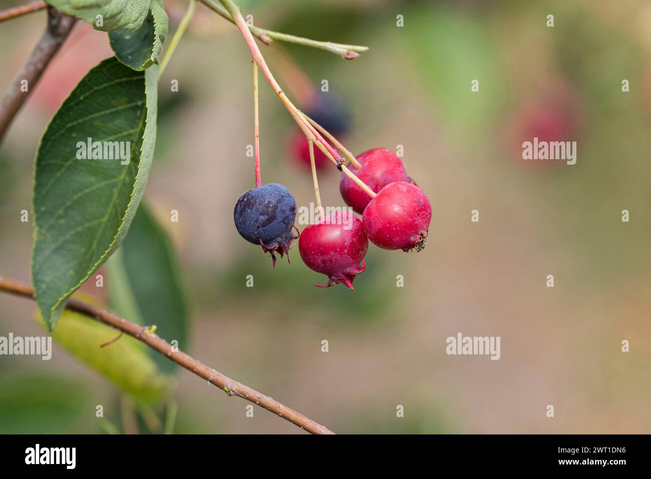 Snowy Mespilus, shadbush, shadwood, shadblow, serviceberry, sarvisberry, wild pear, juneberry, saskatoon, sugarplum, wild-plum, chuckley pear (Amelanc Stock Photo
