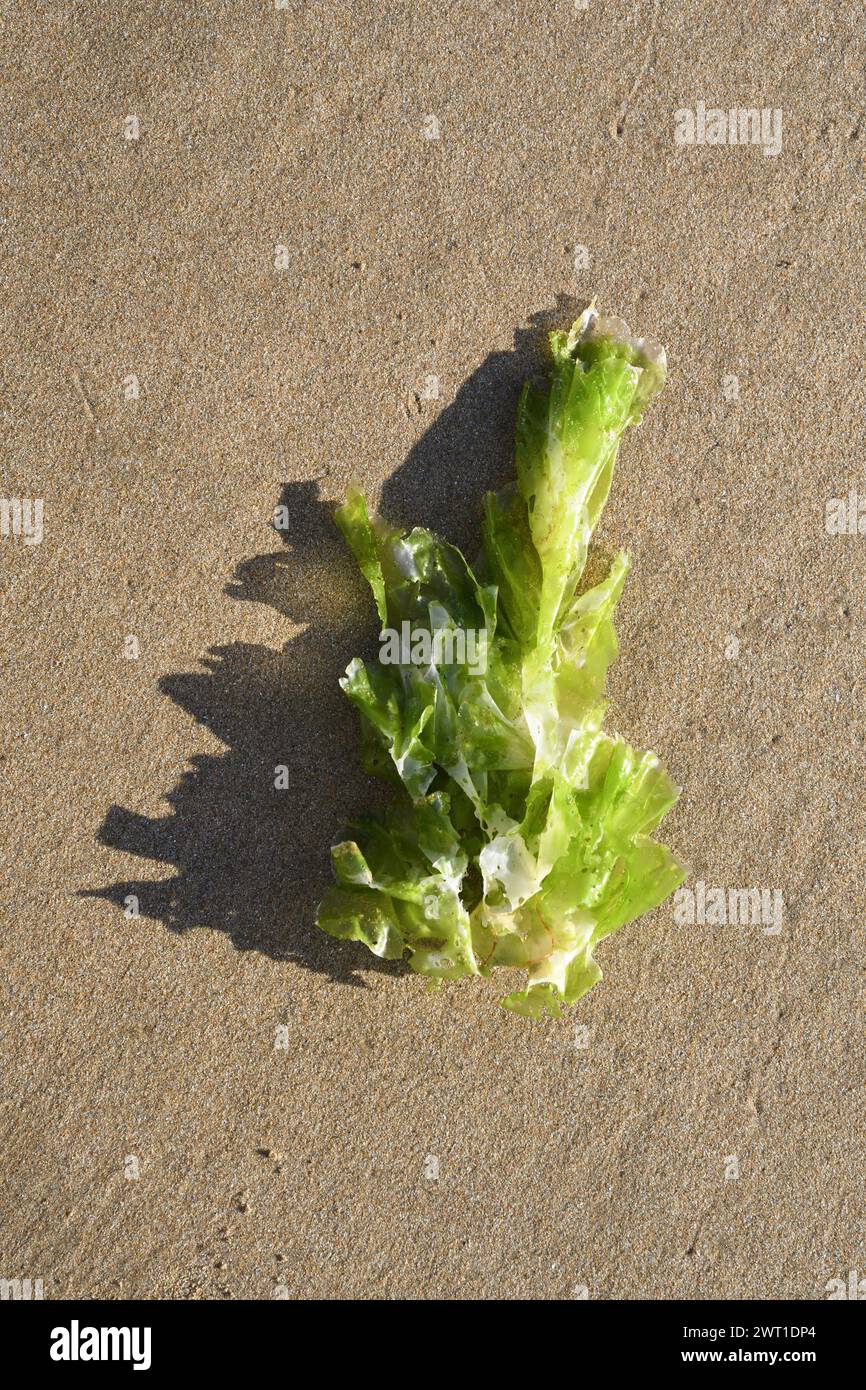 Sea lettuce (Ulva lactuca), at ebb-tide on sandy beach, The future belongs to algae, France, Brittany Stock Photo